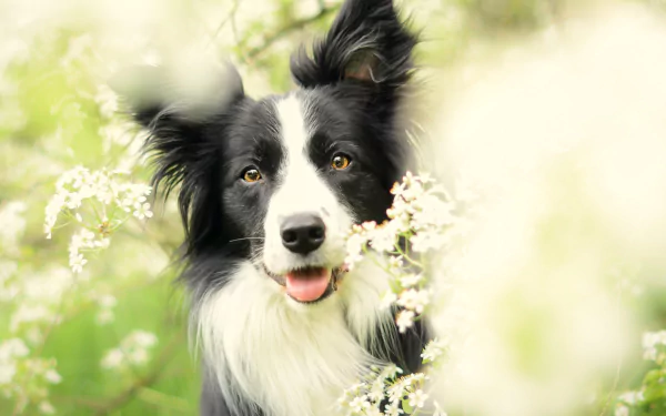  Border collie