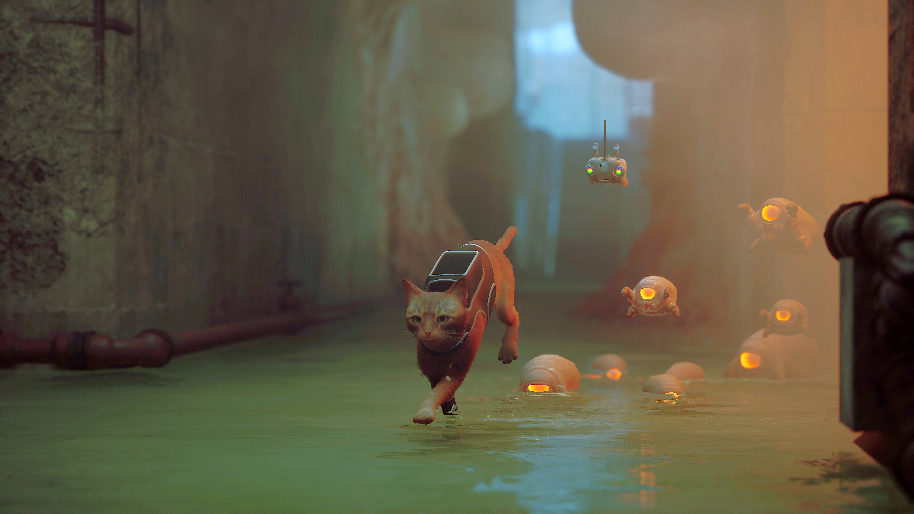 Download Stray HD Wallpaper