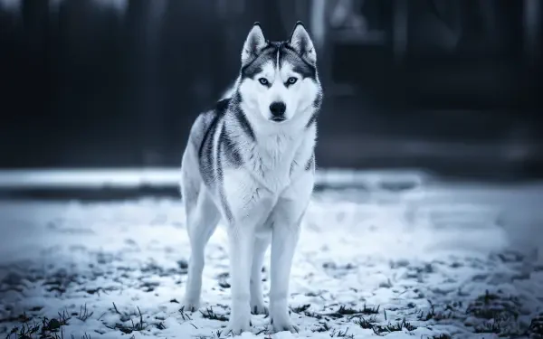 A stunning Siberian Husky stands gracefully on a frosty landscape, captured in vibrant detail as a 4K Ultra HD desktop wallpaper background.
