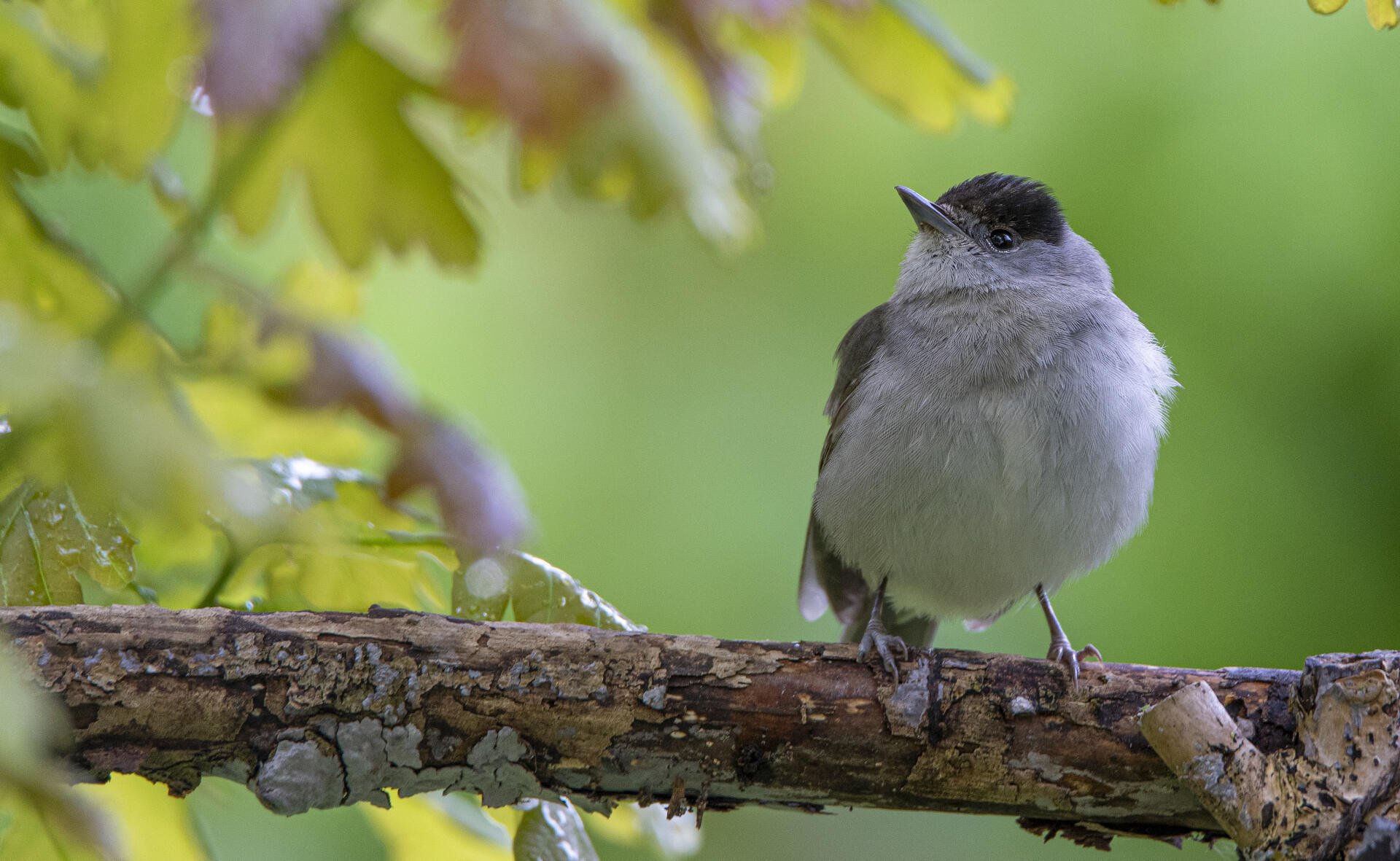 Animal, bird: small gray bird with a black cap perched on a mossy branch among green leaves; 4K Ultra HD PC desktop wallpaper and background.