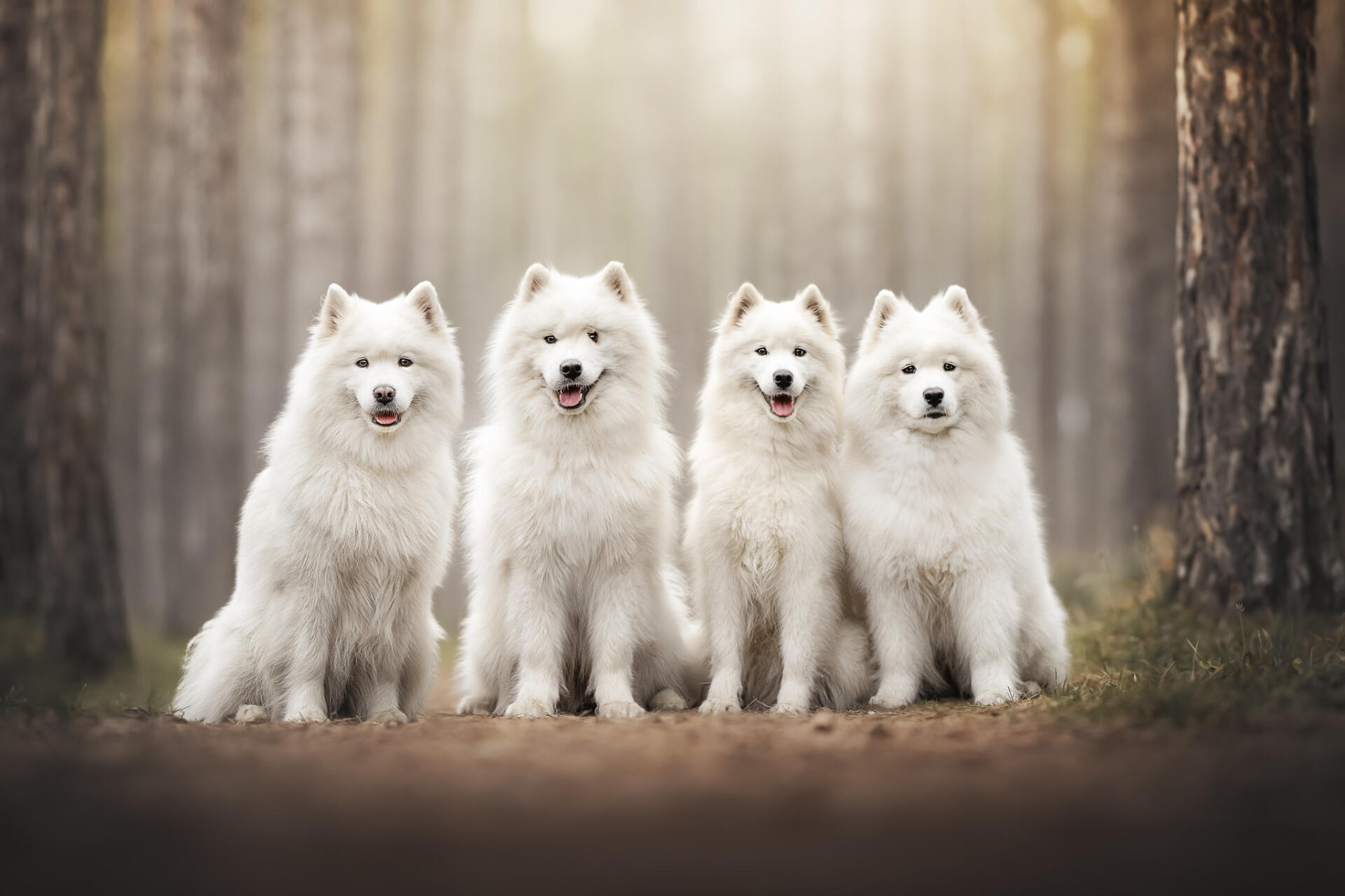 Download Animal Dog HD Wallpaper | 2048x1365 | Wallpaper Abyss