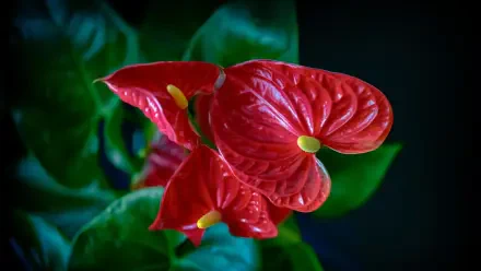  Anthurium Plant Very High Resolution