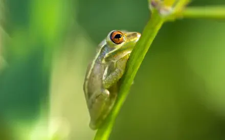  Nature Desktop Wallpapers 8K Frog on Plant