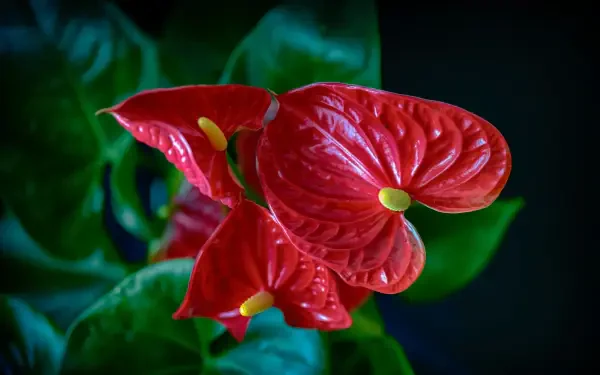  Anthurium Plant Very High Resolution