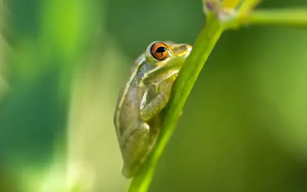  Nature Desktop Wallpapers 8K Frog on Plant