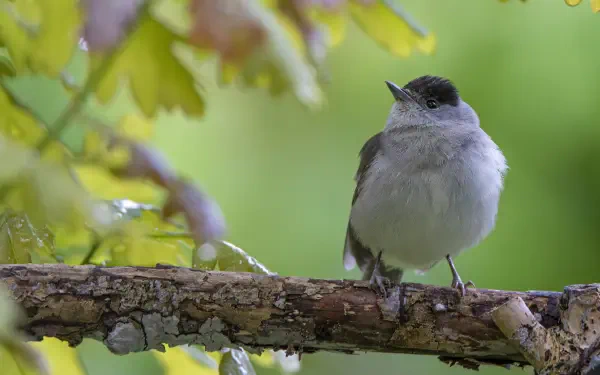 Animal, bird: small gray bird with a black cap perched on a mossy branch among green leaves; 4K Ultra HD PC desktop wallpaper and background.