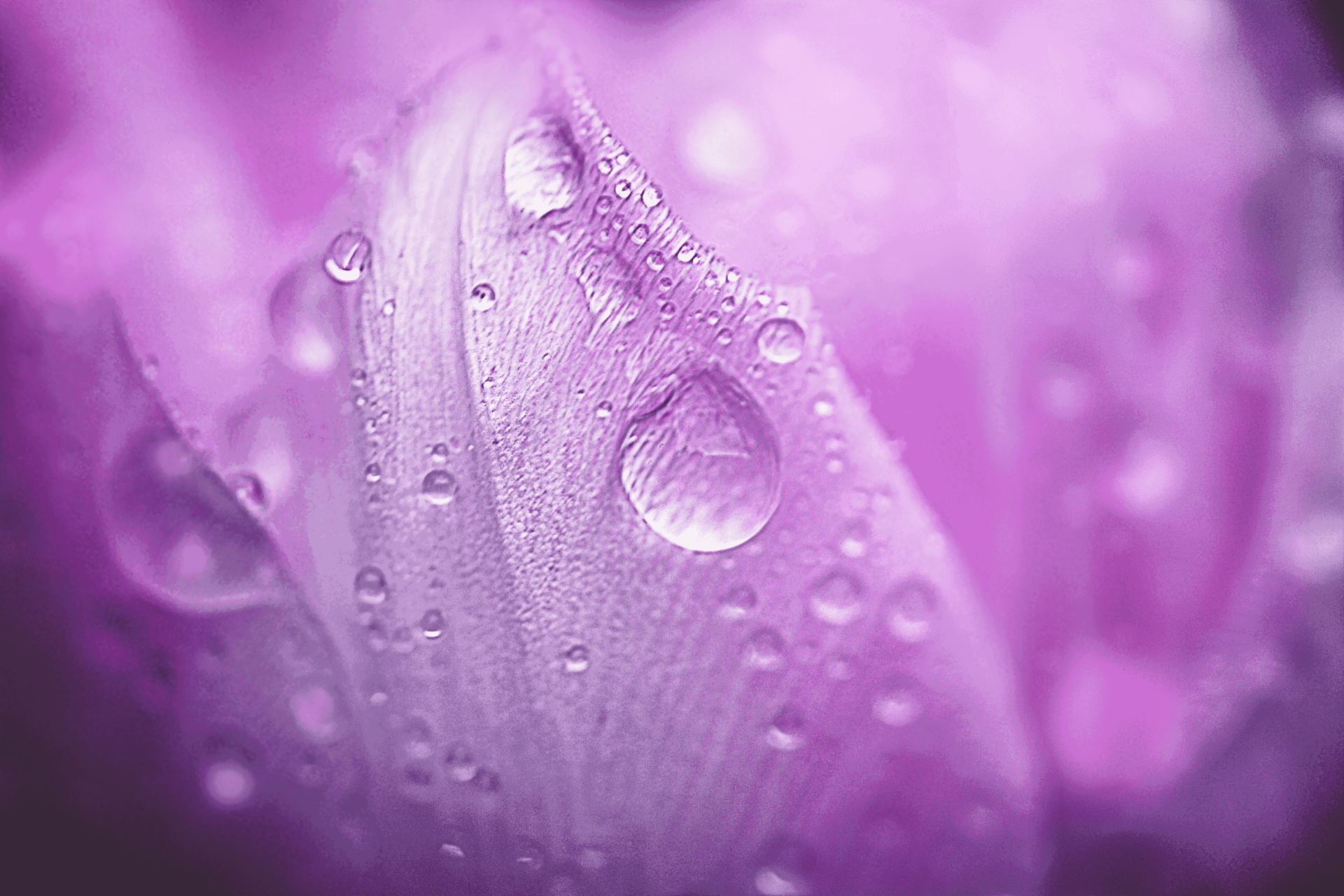 Download Flower Macro 4k Ultra HD Wallpaper