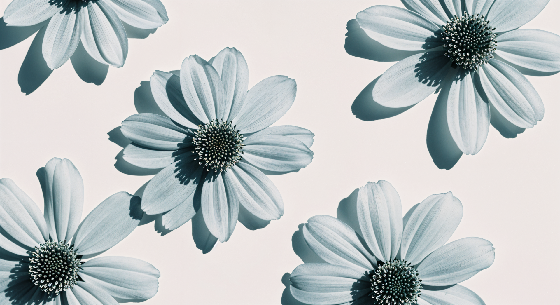 4K Ultra HD PC desktop wallpaper featuring a minimalist flower pattern with softly shaded white petals and dark centers on a light background.