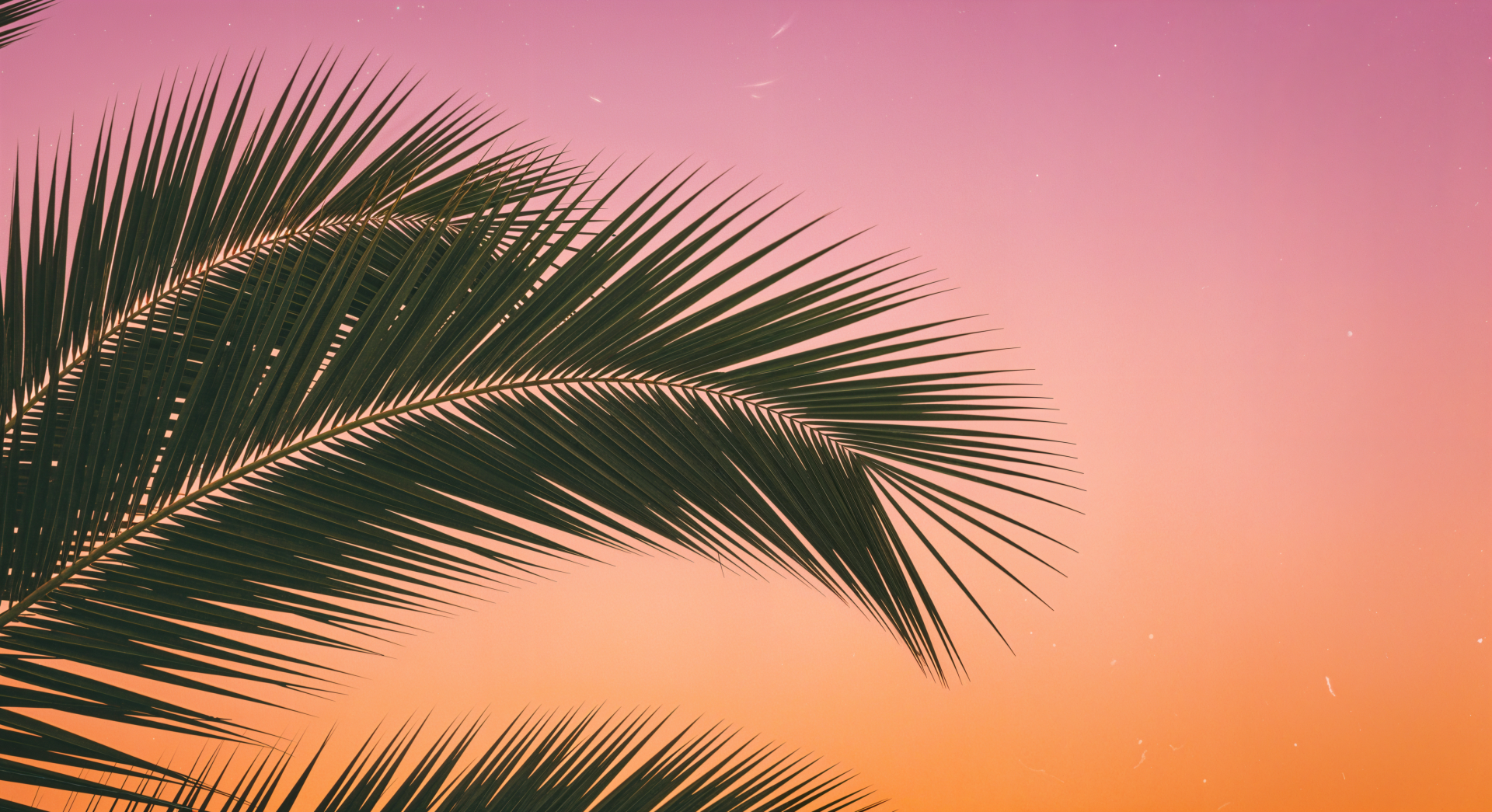 4K Ultra HD PC wallpaper featuring a close-up of a palm leaf silhouetted against a vibrant pink and orange sunset sky.