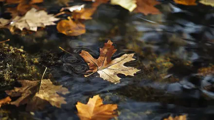 A serene HD wallpaper showcasing vibrant fall leaves gently floating on calm water, capturing the beauty of autumn in nature.