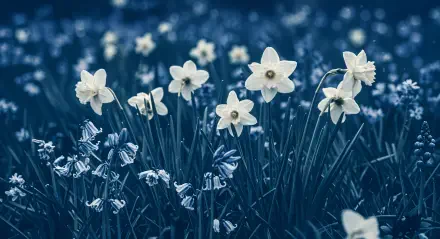 A serene 4K Ultra HD desktop wallpaper featuring delicate white spring flowers blooming amidst a field of blue-toned foliage.