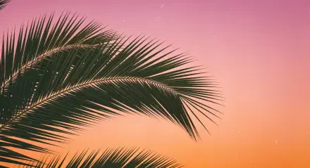 4K Ultra HD PC wallpaper featuring a close-up of a palm leaf silhouetted against a vibrant pink and orange sunset sky.