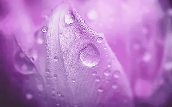 flower macro HD Desktop Wallpaper | Background Image