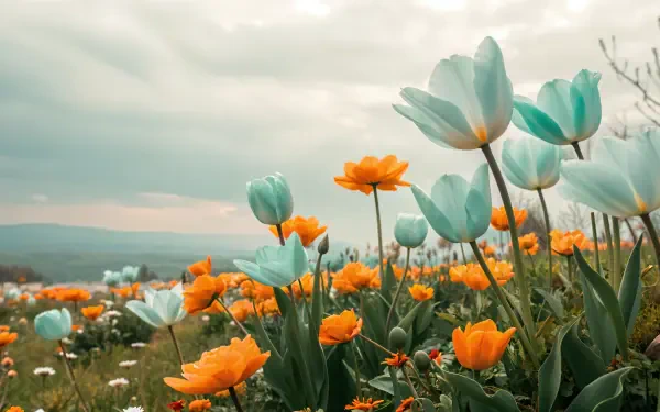 A vibrant display of spring flowers, featuring orange blooms and soft blue tulips against a serene landscape, captured in stunning 4K Ultra HD for a captivating desktop wallpaper.