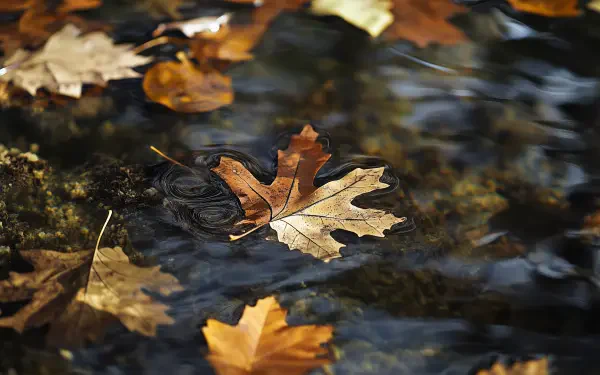 A serene HD wallpaper showcasing vibrant fall leaves gently floating on calm water, capturing the beauty of autumn in nature.