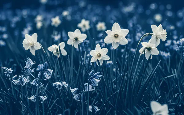 A serene 4K Ultra HD desktop wallpaper featuring delicate white spring flowers blooming amidst a field of blue-toned foliage.