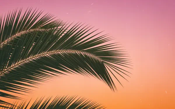 4K Ultra HD PC wallpaper featuring a close-up of a palm leaf silhouetted against a vibrant pink and orange sunset sky.