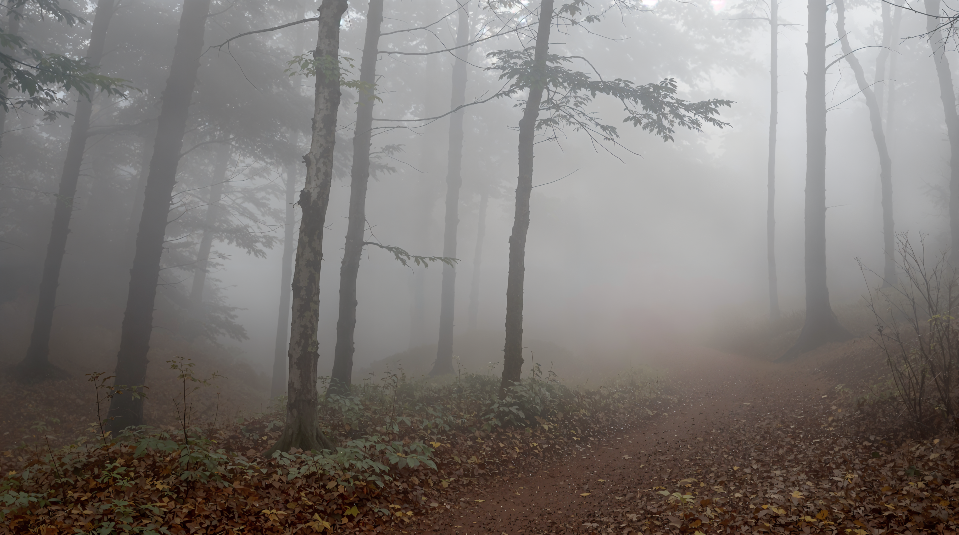 Misty forest trail fading into fog, tall trees and a leaf-strewn path, 4K Ultra HD PC desktop wallpaper/background with soft, muted morning light