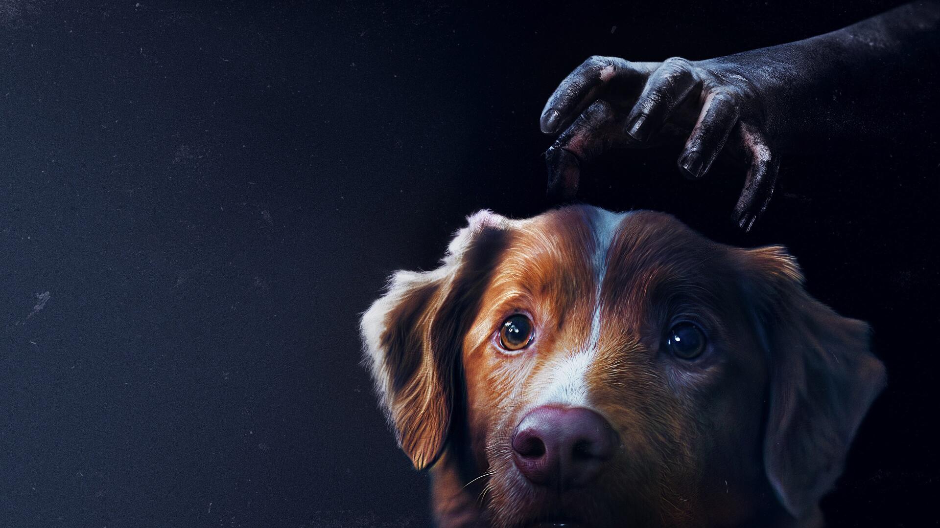 Good Boy! 4K Ultra HD PC desktop wallpaper: close-up of a brown dog with soulful eyes being gently patted on the head by a hand against a moody dark background.