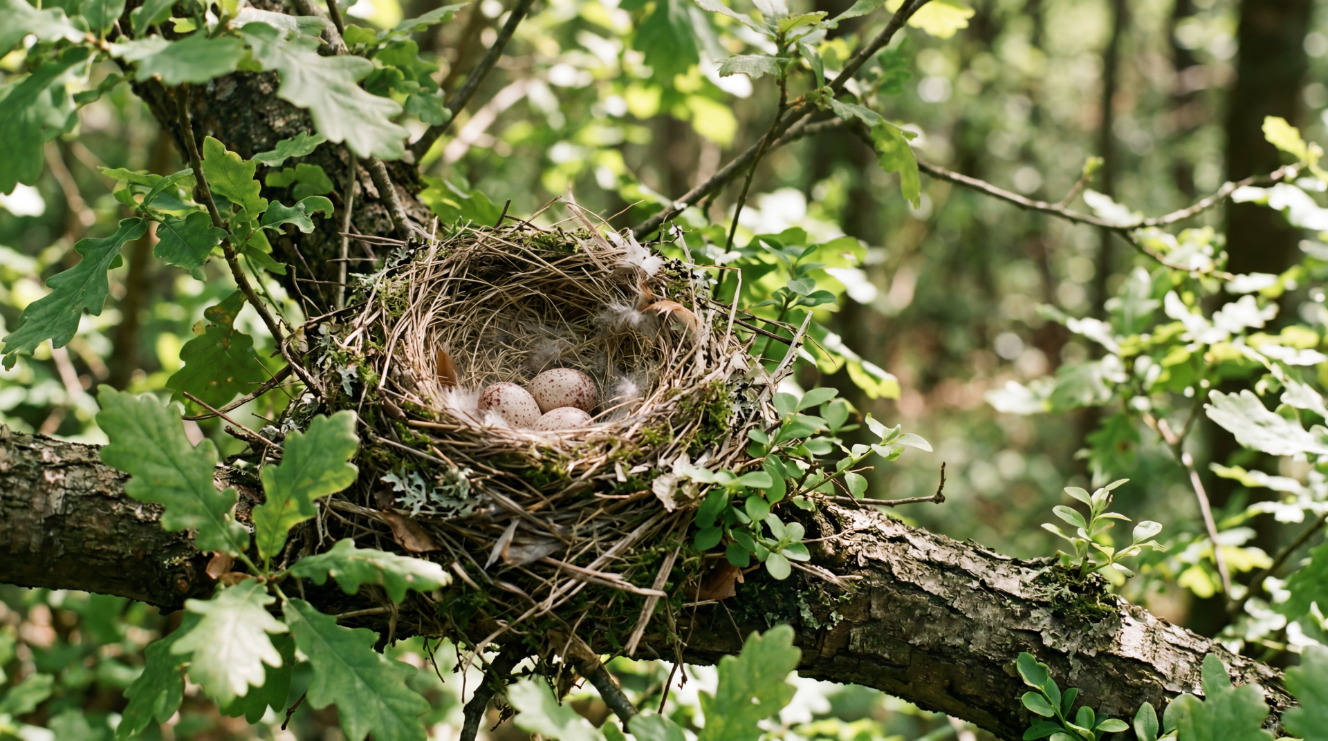 5K Ultra HD PC desktop wallpaper of a bird nest with speckled eggs cradled in leafy forest branches, a nature background.