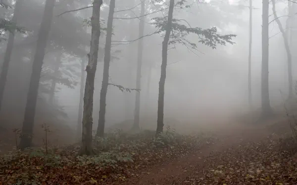 Misty forest trail fading into fog, tall trees and a leaf-strewn path, 4K Ultra HD PC desktop wallpaper/background with soft, muted morning light