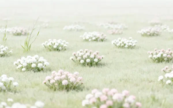 Blooming meadow of pale wildflower clusters on misty grass, soft-focus 4K Ultra HD PC desktop wallpaper and background.