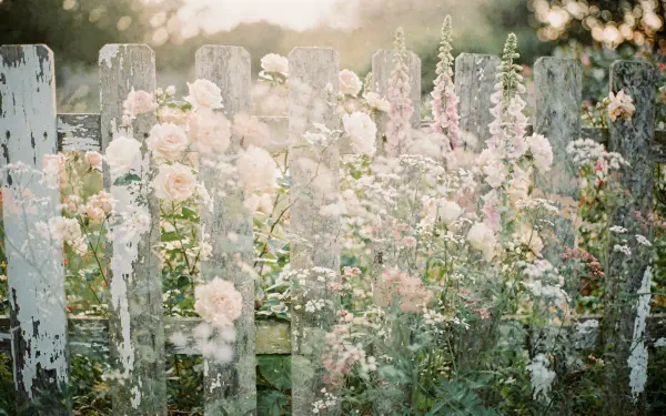 Weathered garden fence with peeling white paint, pastel roses and wildflowers bathed in soft morning light — 4K Ultra HD PC desktop wallpaper and background.