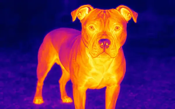 4K Ultra HD PC desktop wallpaper of a pitbull in vibrant thermal-style colors, standing and facing the viewer against a dark background.