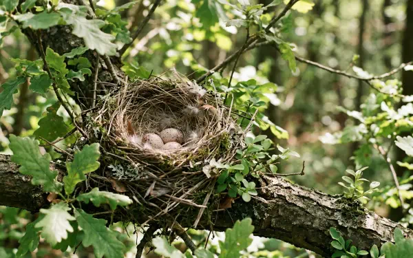 5K Ultra HD PC desktop wallpaper of a bird nest with speckled eggs cradled in leafy forest branches, a nature background.