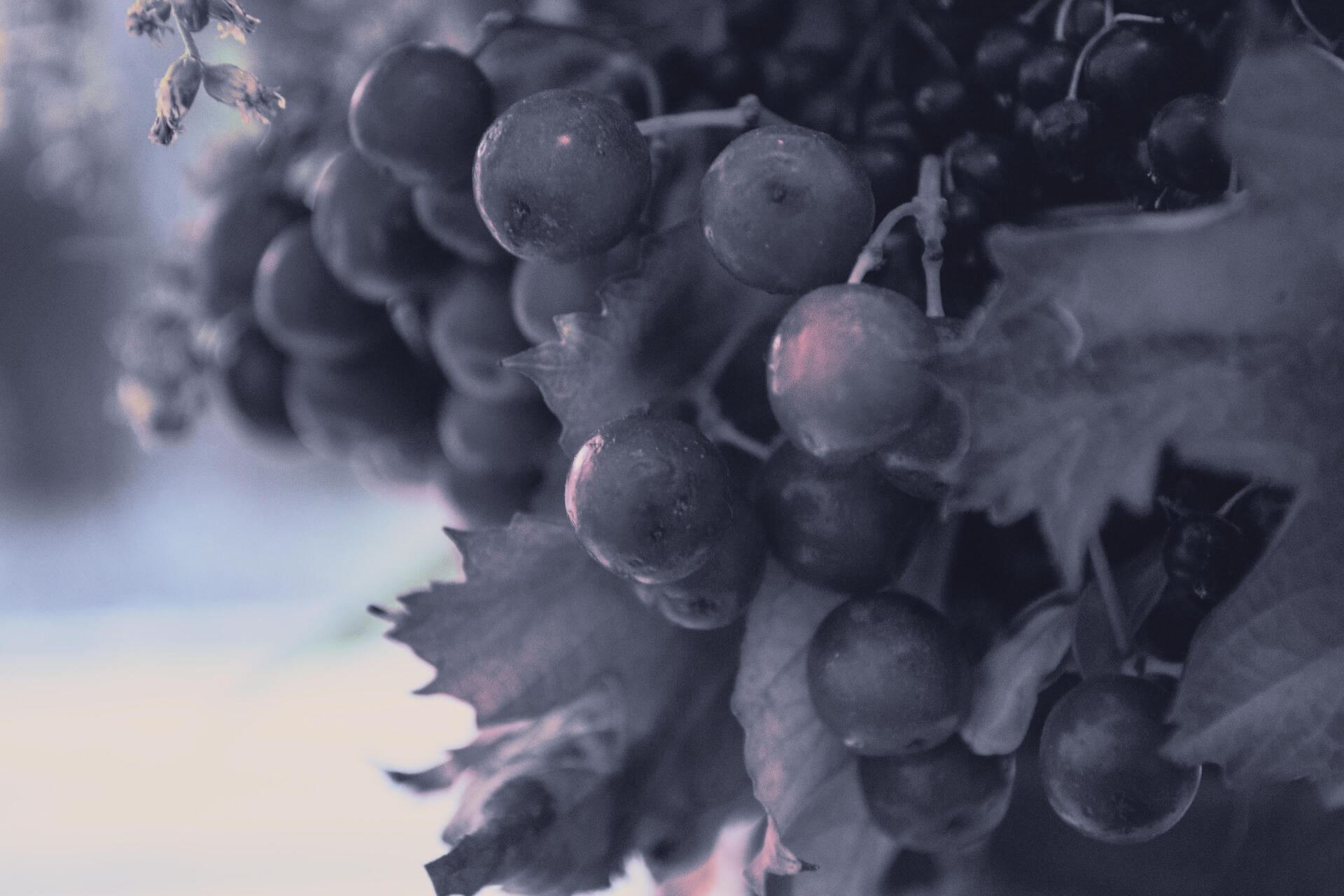Digital painting illustration artwork: moody close-up of dew-kissed grapes on a vine in muted cool tones, landscape orientation — 4K Ultra HD PC desktop wallpaper and background.
