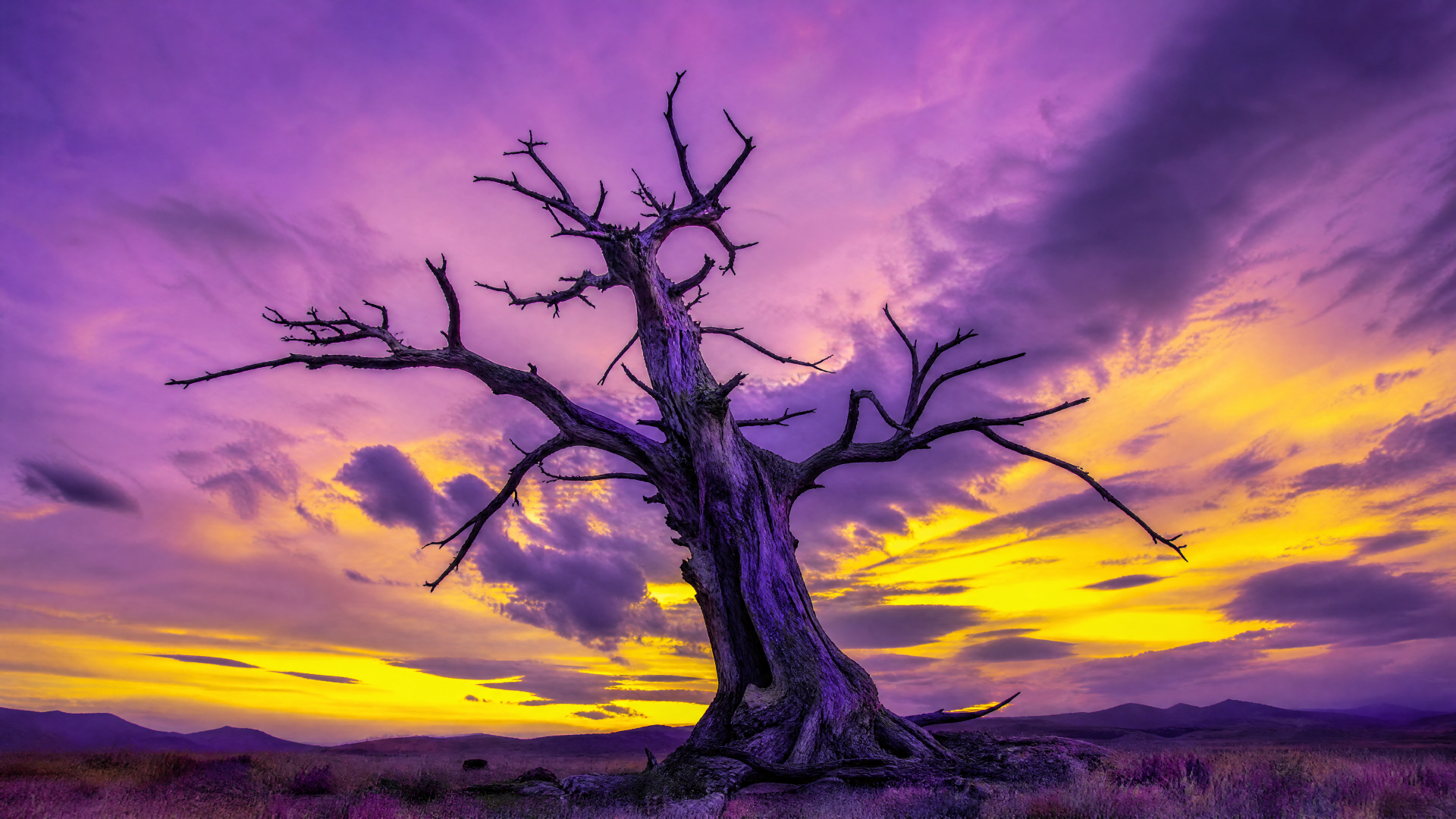 4K Ultra HD PC desktop wallpaper and background: a lone dead tree silhouette against a vivid purple and yellow sunset sky.
