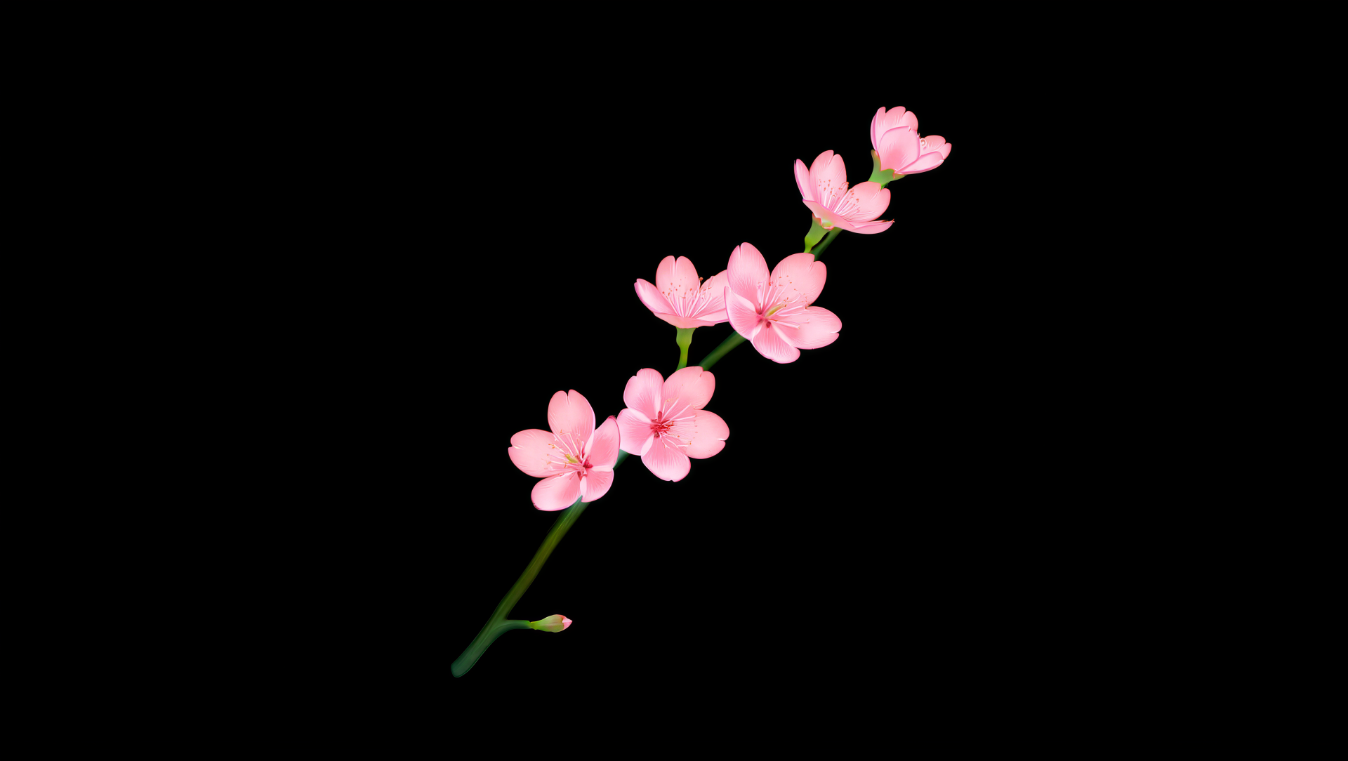 Minimalist spring 5K Ultra HD PC Desktop Wallpaper and Background: delicate pink blossoms on a single green stem against a black backdrop.