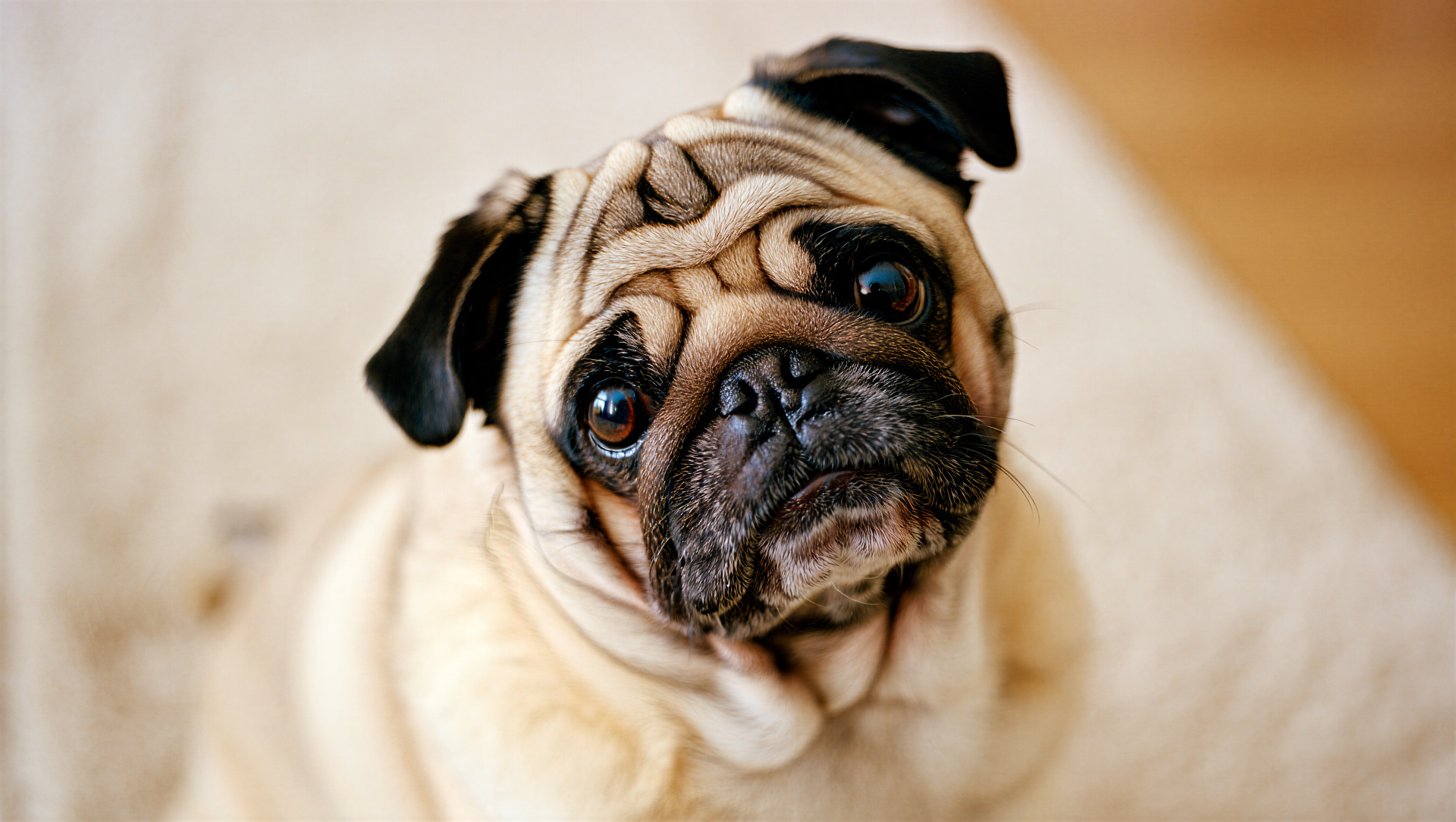 Close-up of a wrinkled fawn pug gazing up against a soft bokeh backdrop, 5K Ultra HD PC desktop wallpaper.