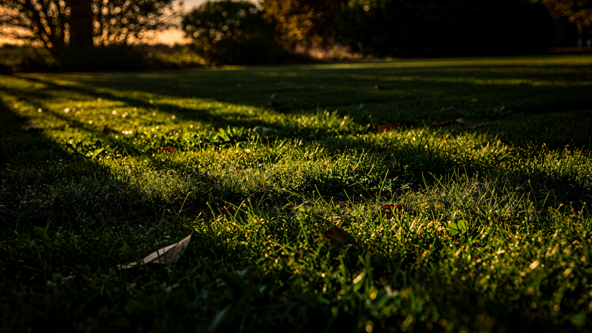 4K Ultra HD PC desktop wallpaper/background: sunlit lawn with dew-kissed grass, long tree shadows and a distant treeline.