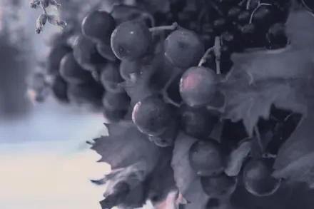 Digital painting illustration artwork: moody close-up of dew-kissed grapes on a vine in muted cool tones, landscape orientation — 4K Ultra HD PC desktop wallpaper and background.