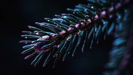 Macro close-up of an evergreen pine tip with dewdrops and jewel-toned lighting — 4K Ultra HD PC desktop wallpaper and background.