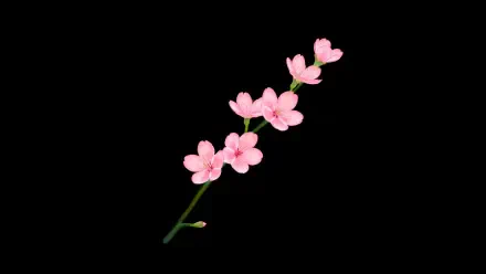 Minimalist spring 5K Ultra HD PC Desktop Wallpaper and Background: delicate pink blossoms on a single green stem against a black backdrop.