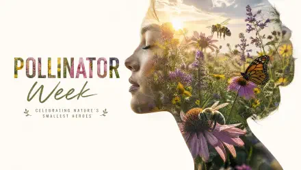 Pollinator Week 4K Ultra HD PC desktop wallpaper showing a woman's profile filled with flowers, bees and a monarch butterfly in a sunlit meadow.