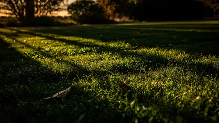 4K Ultra HD PC desktop wallpaper/background: sunlit lawn with dew-kissed grass, long tree shadows and a distant treeline.