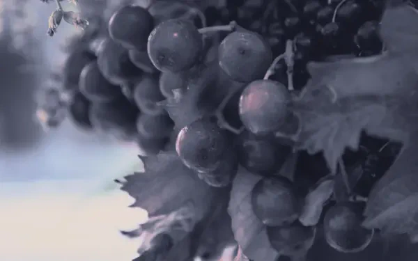 Digital painting illustration artwork: moody close-up of dew-kissed grapes on a vine in muted cool tones, landscape orientation — 4K Ultra HD PC desktop wallpaper and background.