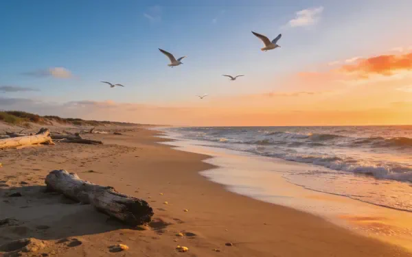 Coast at golden sunset with seagulls soaring above waves and driftwood on sand, coastal aesthetic 4K Ultra HD PC desktop wallpaper background.