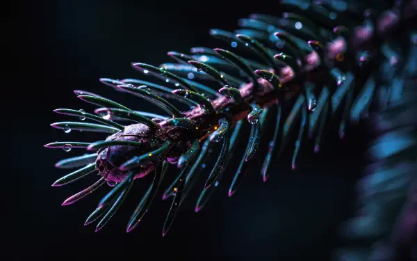 Macro close-up of an evergreen pine tip with dewdrops and jewel-toned lighting — 4K Ultra HD PC desktop wallpaper and background.