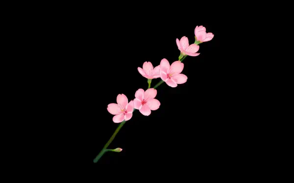 Minimalist spring 5K Ultra HD PC Desktop Wallpaper and Background: delicate pink blossoms on a single green stem against a black backdrop.