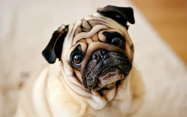 Close-up of a wrinkled fawn pug gazing up against a soft bokeh backdrop, 5K Ultra HD PC desktop wallpaper.