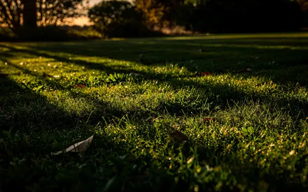 4K Ultra HD PC desktop wallpaper/background: sunlit lawn with dew-kissed grass, long tree shadows and a distant treeline.