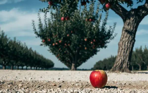 Red apple on dry soil in an apple orchard foreground, rows of trees fading into sky — 4K Ultra HD PC desktop wallpaper/background.