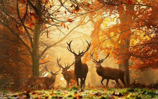 Animal Elk Fall HD Wallpaper | Background Image