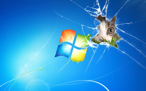 Humor Computer Cat Microsoft HD Wallpaper | Background Image