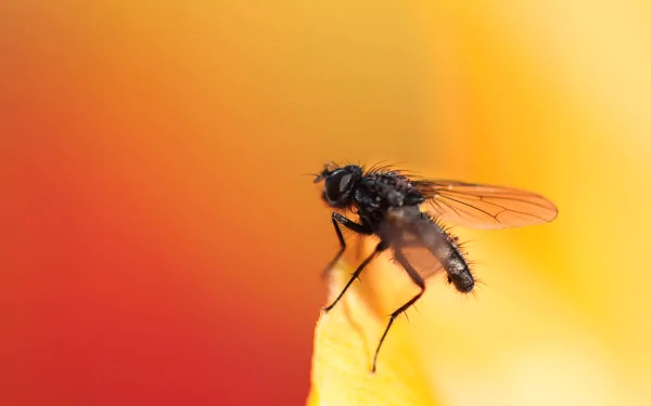 Animal fly HD Desktop Wallpaper | Background Image