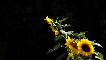 A vibrant arrangement of sunflowers illuminated against a dark background, showcasing nature's beauty. This HD wallpaper captures the essence of summer in stunning detail.